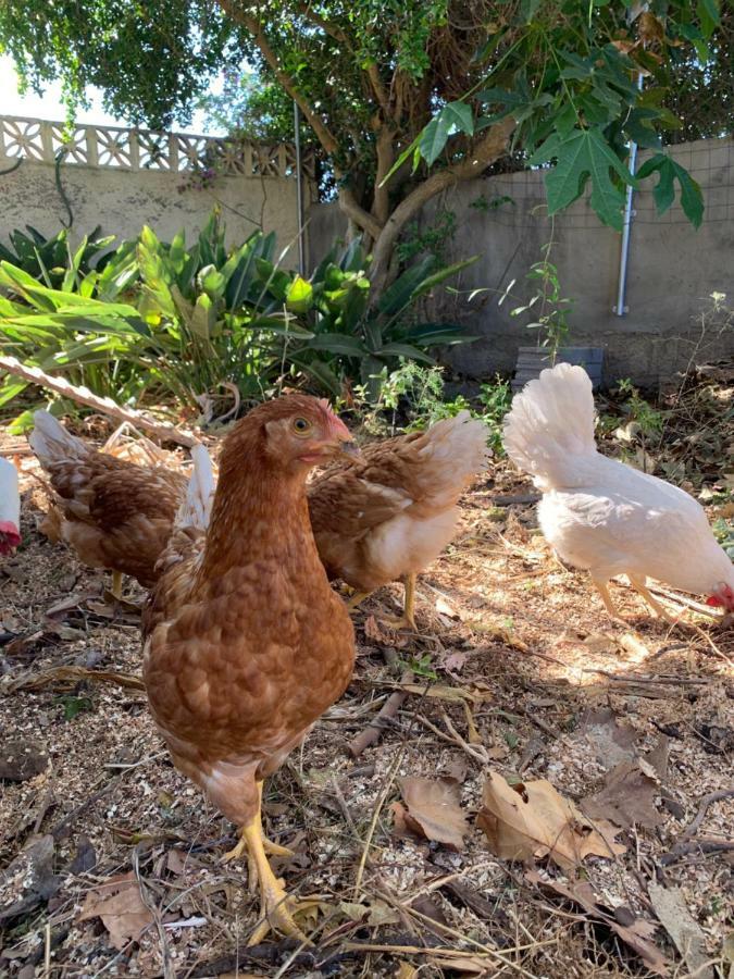 Ferienwohnung Finca Monica La Matanza De Acentejo Exterior foto